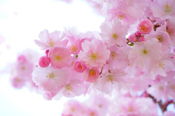 japanese-cherry-trees-